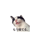 白黒ニャンコのゾロくん（個別スタンプ：33）