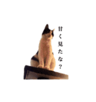 白黒ニャンコのゾロくん（個別スタンプ：37）