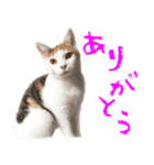 茶白猫と三毛猫の写真スタンプ2（個別スタンプ：1）