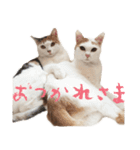 茶白猫と三毛猫の写真スタンプ2（個別スタンプ：2）