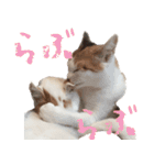 茶白猫と三毛猫の写真スタンプ2（個別スタンプ：5）
