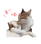茶白猫と三毛猫の写真スタンプ2（個別スタンプ：6）