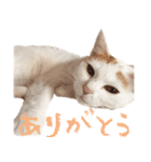 茶白猫と三毛猫の写真スタンプ2（個別スタンプ：7）