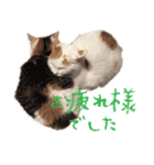 茶白猫と三毛猫の写真スタンプ2（個別スタンプ：8）
