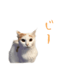 茶白猫と三毛猫の写真スタンプ2（個別スタンプ：9）
