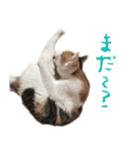 茶白猫と三毛猫の写真スタンプ2（個別スタンプ：12）