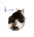 茶白猫と三毛猫の写真スタンプ2（個別スタンプ：13）