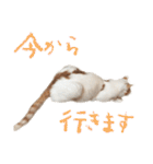 茶白猫と三毛猫の写真スタンプ2（個別スタンプ：14）