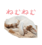 茶白猫と三毛猫の写真スタンプ2（個別スタンプ：17）