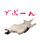 茶白猫と三毛猫の写真スタンプ2（個別スタンプ：18）