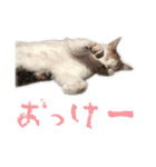 茶白猫と三毛猫の写真スタンプ2（個別スタンプ：19）