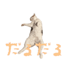 茶白猫と三毛猫の写真スタンプ2（個別スタンプ：20）