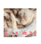 茶白猫と三毛猫の写真スタンプ2（個別スタンプ：21）