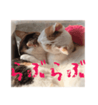 茶白猫と三毛猫の写真スタンプ2（個別スタンプ：22）