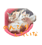 茶白猫と三毛猫の写真スタンプ2（個別スタンプ：23）