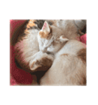 茶白猫と三毛猫の写真スタンプ2（個別スタンプ：24）