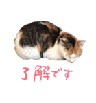 茶白猫と三毛猫の写真スタンプ2（個別スタンプ：27）