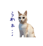 茶白猫と三毛猫の写真スタンプ2（個別スタンプ：30）