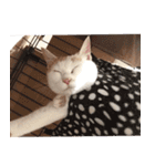 茶白猫と三毛猫の写真スタンプ2（個別スタンプ：32）
