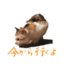 茶白猫と三毛猫の写真スタンプ2（個別スタンプ：33）