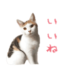 茶白猫と三毛猫の写真スタンプ2（個別スタンプ：34）