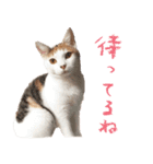 茶白猫と三毛猫の写真スタンプ2（個別スタンプ：35）
