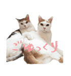 茶白猫と三毛猫の写真スタンプ2（個別スタンプ：36）
