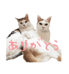 茶白猫と三毛猫の写真スタンプ2（個別スタンプ：37）