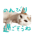 茶白猫と三毛猫の写真スタンプ2（個別スタンプ：39）