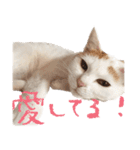 茶白猫と三毛猫の写真スタンプ2（個別スタンプ：40）