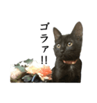 やさぐれ黒猫（個別スタンプ：2）