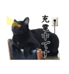 やさぐれ黒猫（個別スタンプ：6）