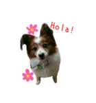 Big funny Papillon！（個別スタンプ：1）