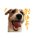 ジャックラッセルテリアのひまわり（個別スタンプ：1）
