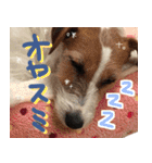 ジャックラッセルテリアのひまわり（個別スタンプ：2）