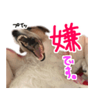 ジャックラッセルテリアのひまわり（個別スタンプ：4）