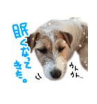 ジャックラッセルテリアのひまわり（個別スタンプ：5）