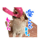 ジャックラッセルテリアのひまわり（個別スタンプ：6）