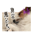 ジャックラッセルテリアのひまわり（個別スタンプ：7）
