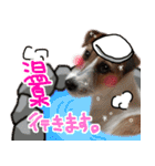 ジャックラッセルテリアのひまわり（個別スタンプ：8）