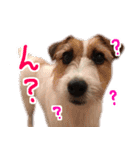 ジャックラッセルテリアのひまわり（個別スタンプ：9）