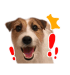 ジャックラッセルテリアのひまわり（個別スタンプ：10）