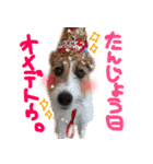 ジャックラッセルテリアのひまわり（個別スタンプ：13）