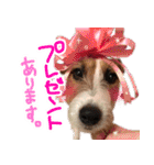 ジャックラッセルテリアのひまわり（個別スタンプ：14）