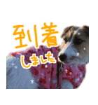 ジャックラッセルテリアのひまわり（個別スタンプ：16）