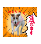 ジャックラッセルテリアのひまわり（個別スタンプ：17）
