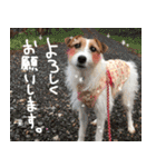 ジャックラッセルテリアのひまわり（個別スタンプ：21）