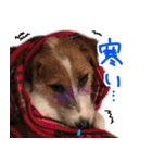 ジャックラッセルテリアのひまわり（個別スタンプ：23）