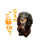 ジャックラッセルテリアのひまわり（個別スタンプ：27）
