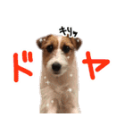 ジャックラッセルテリアのひまわり（個別スタンプ：29）